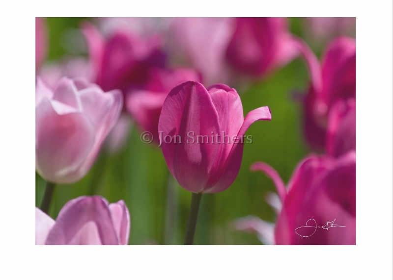 051909_1323 Pink Tulips.jpg